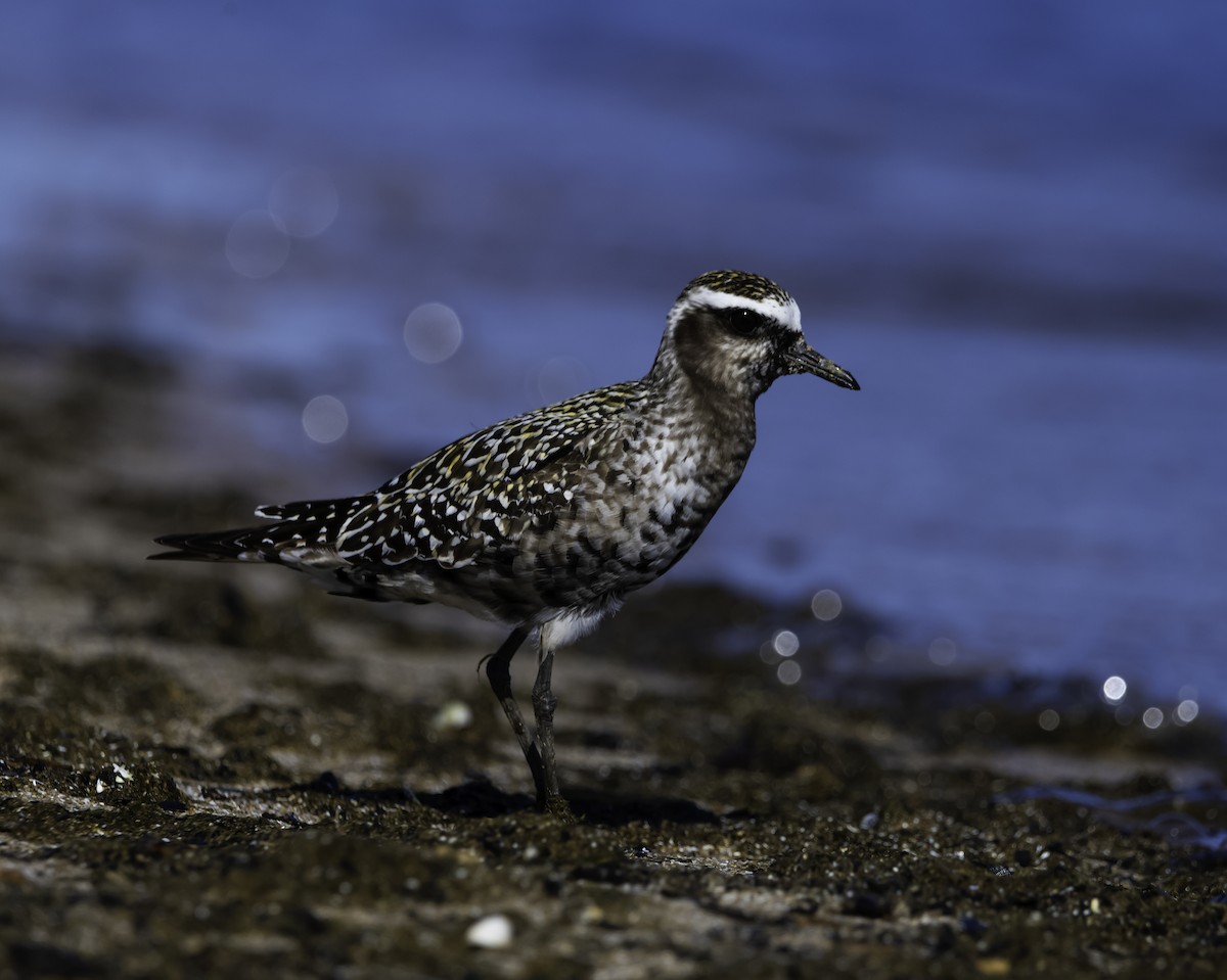 American Golden-Plover - ML641238878