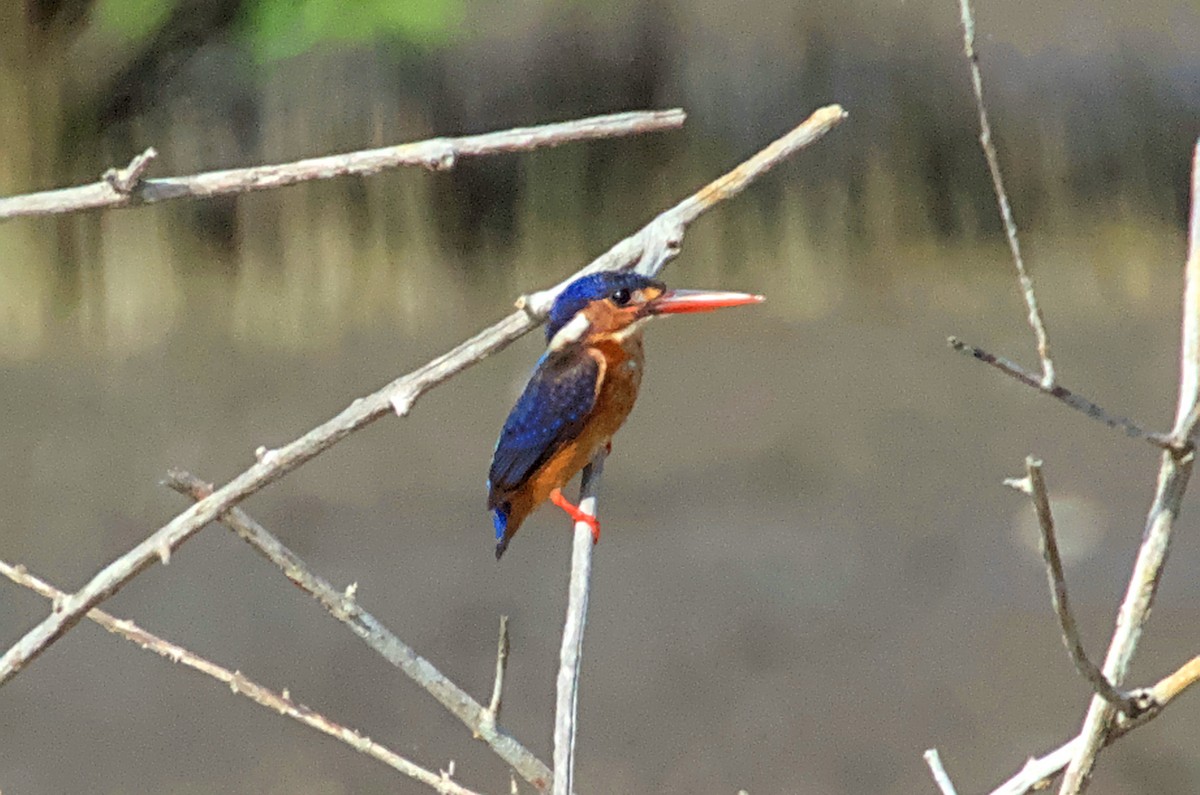 Blue-eared Kingfisher - ML641238881