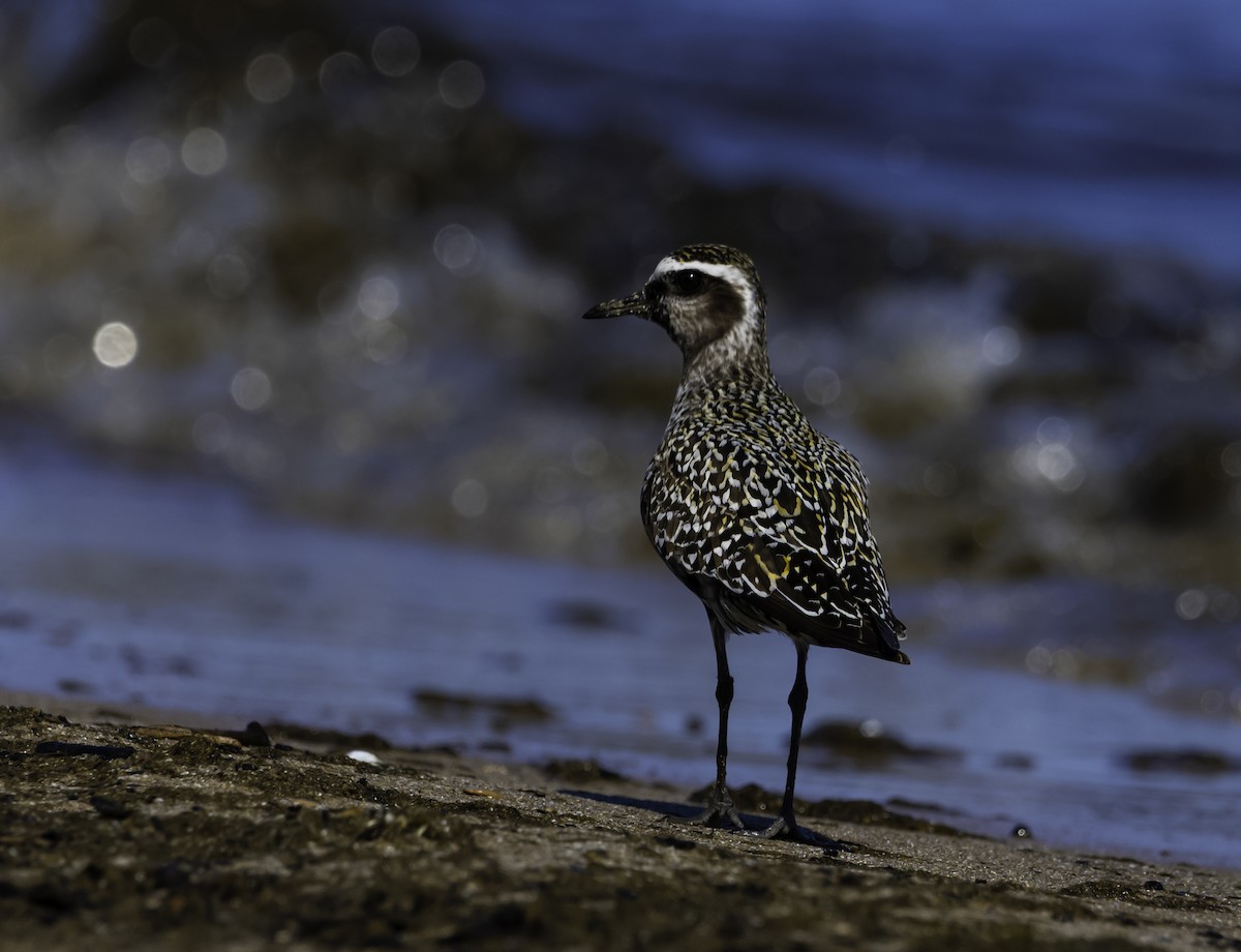 American Golden-Plover - ML641238893