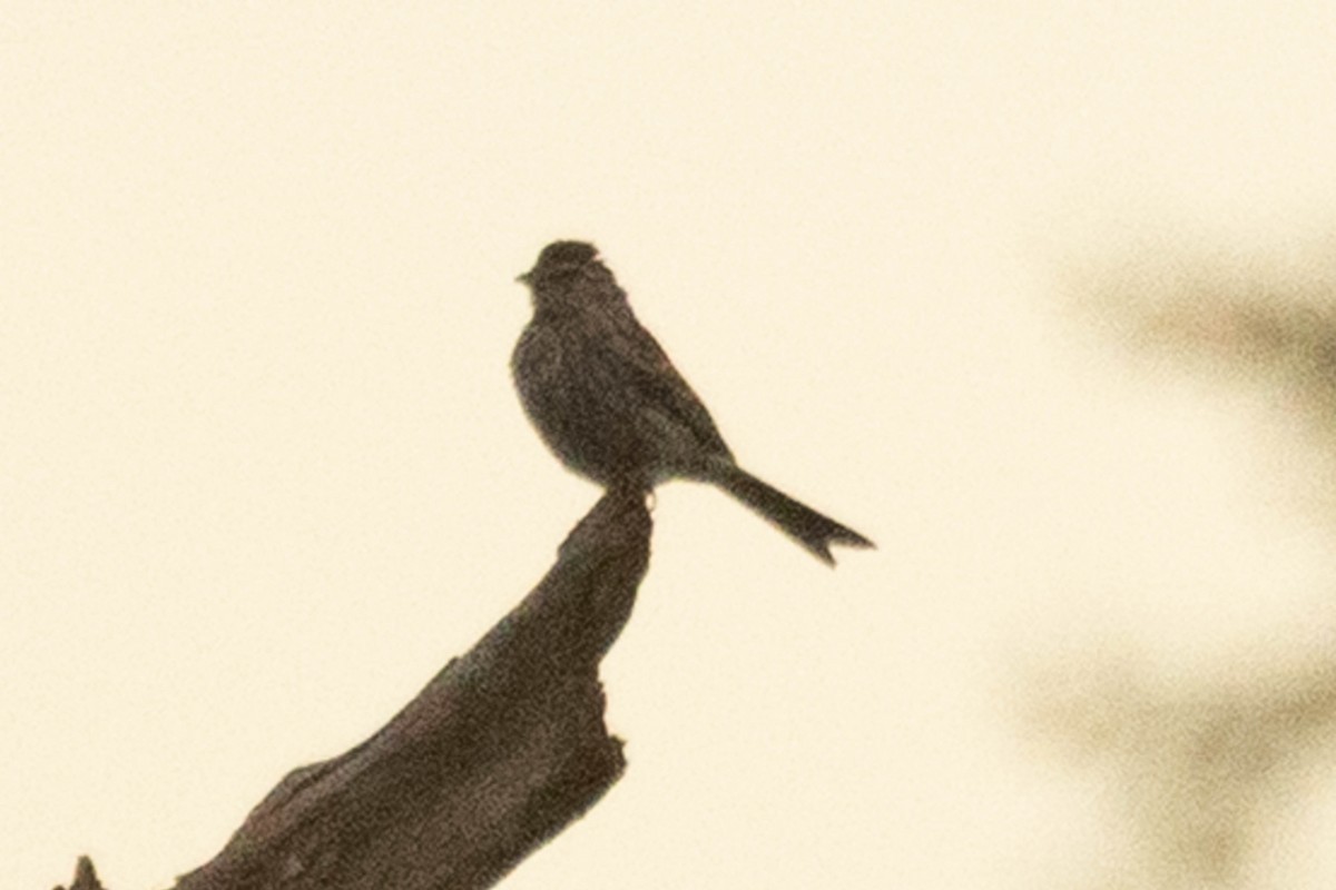 Chipping Sparrow - ML641238926
