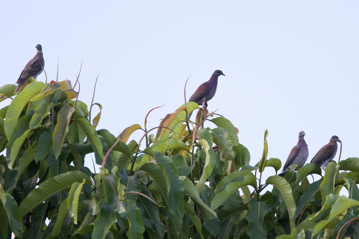 Pale-vented Pigeon - ML641238980
