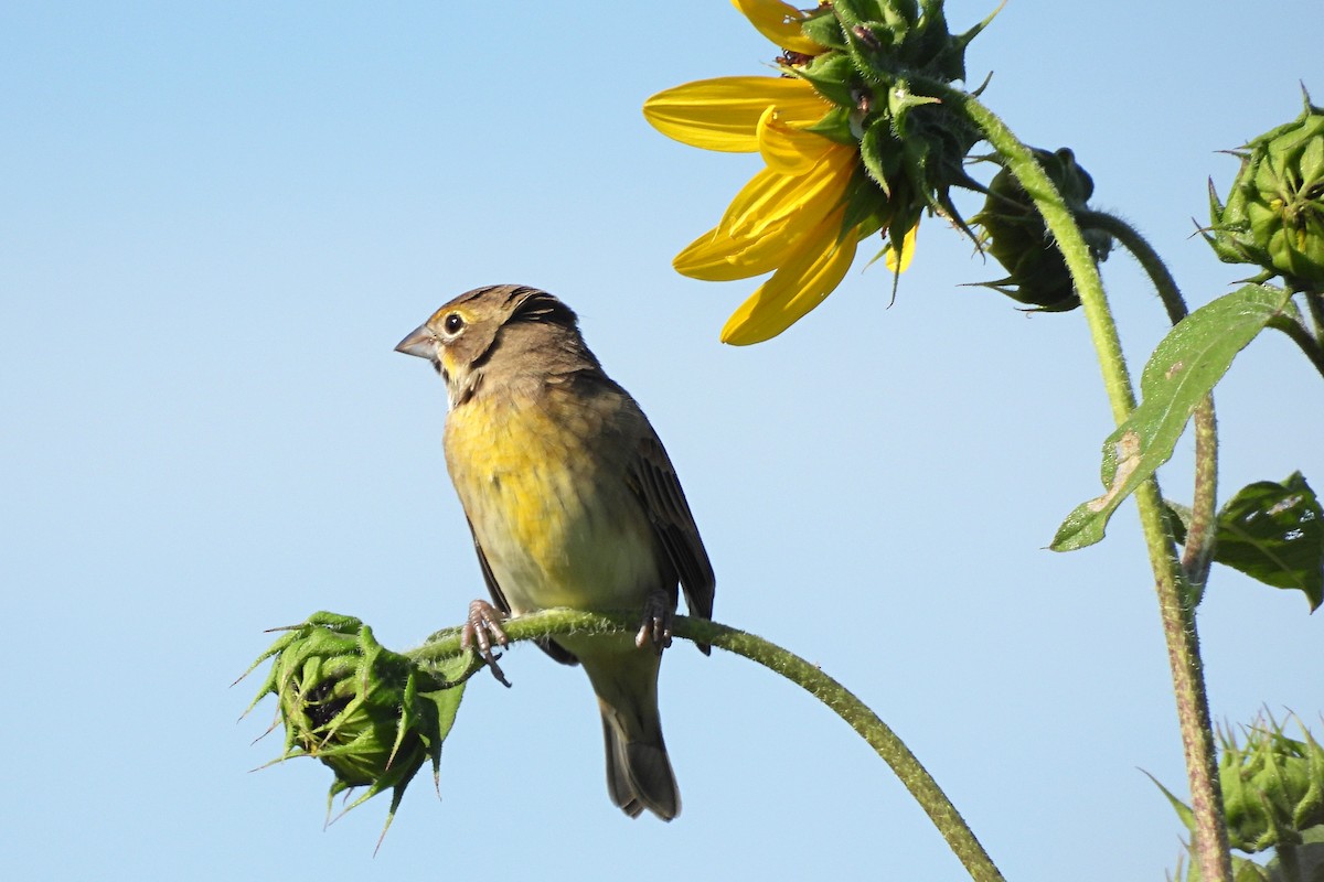 Dickcissel - ML641238991