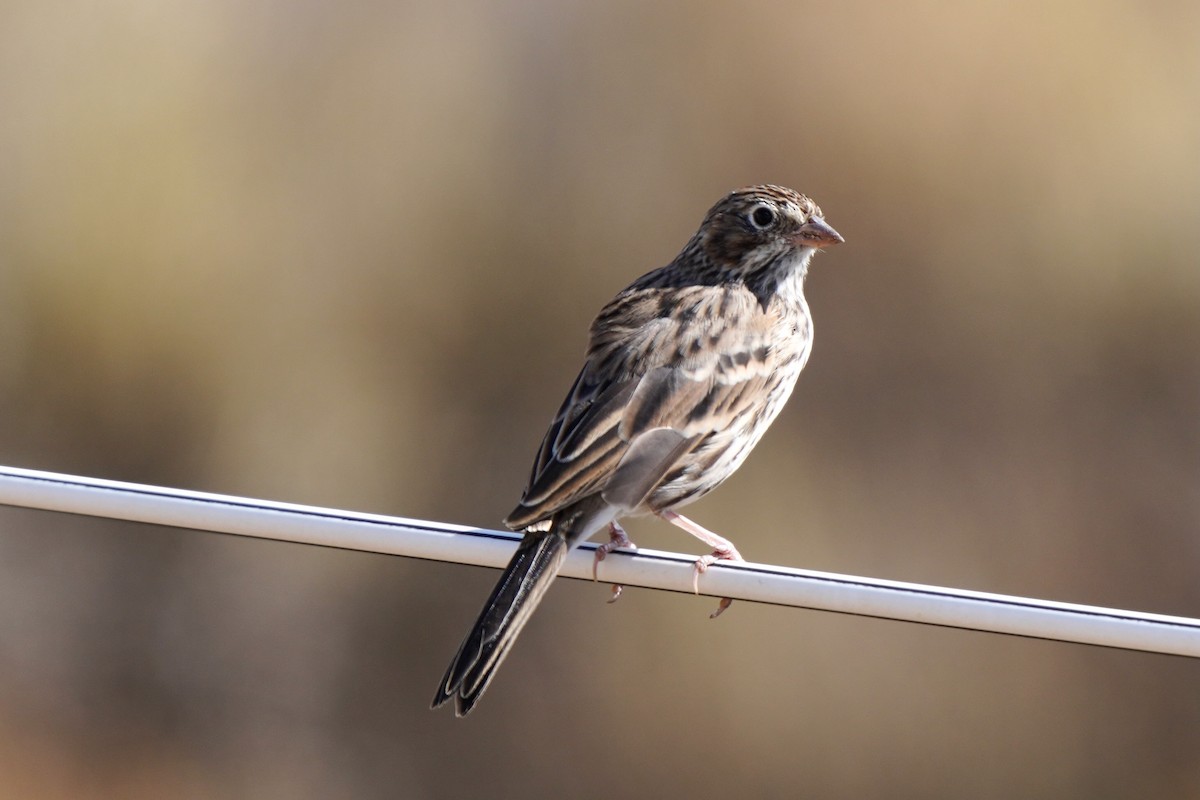 Vesper Sparrow - ML641239001
