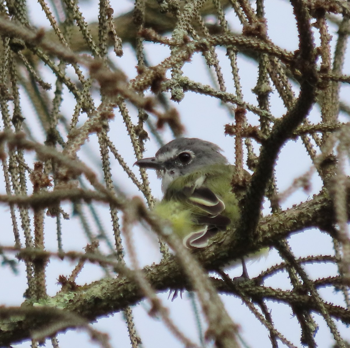 Blue-headed Vireo - ML641239122