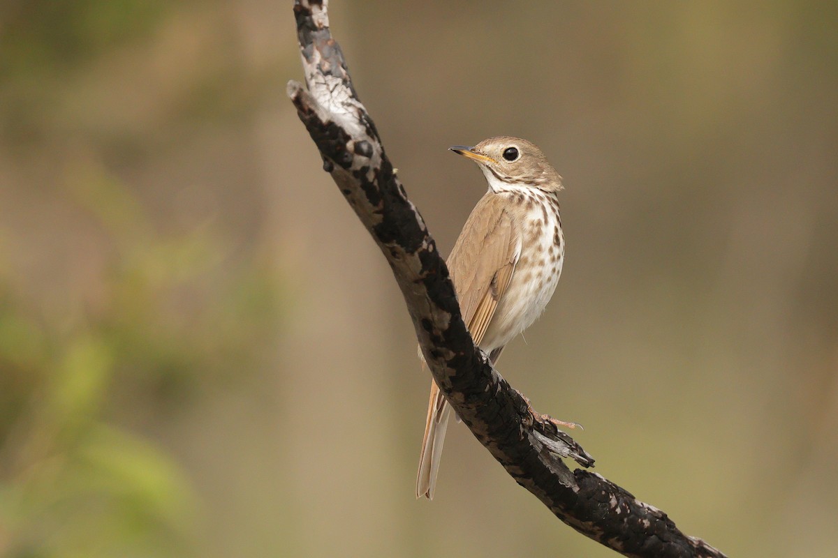 Hermit Thrush - ML641239129