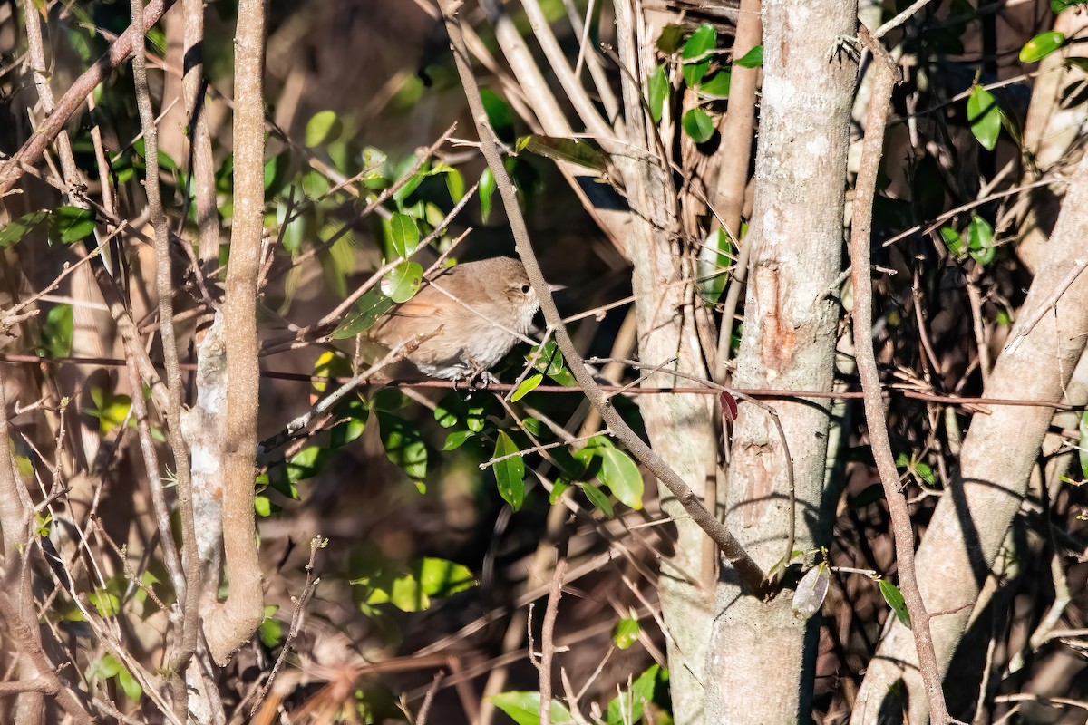 Sharp-billed Canastero - ML641239187