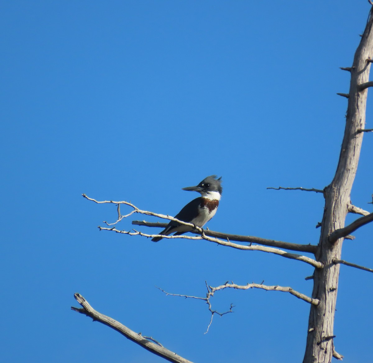 Belted Kingfisher - ML641239267