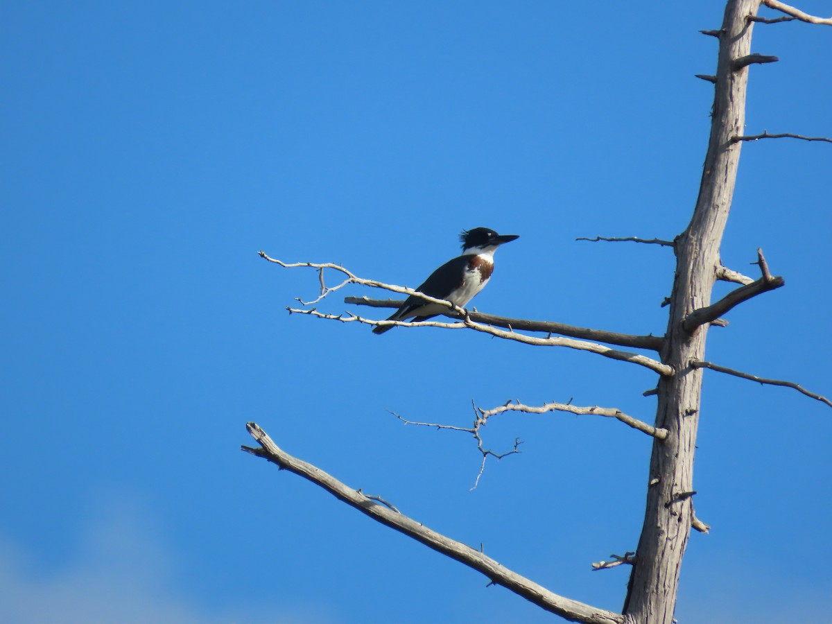 Belted Kingfisher - ML641239268