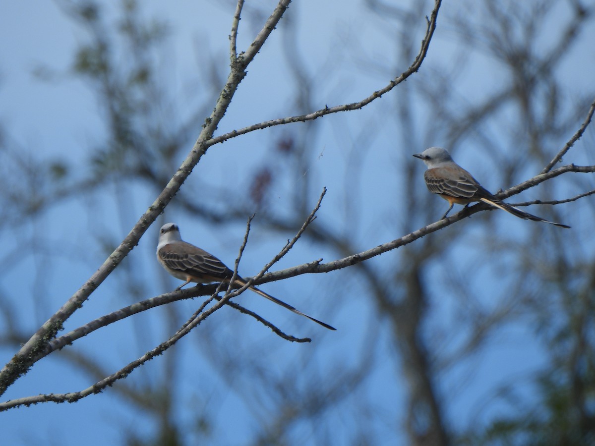 Scissor-tailed Flycatcher - ML641239289