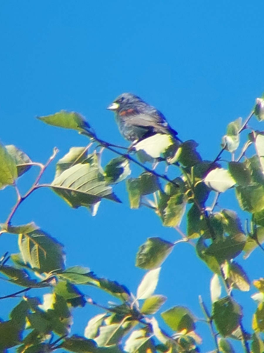 Blue Grosbeak - ML641239299