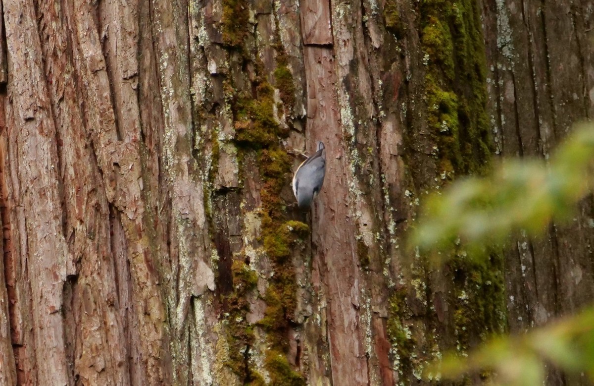 Eurasian Nuthatch - ML641239306