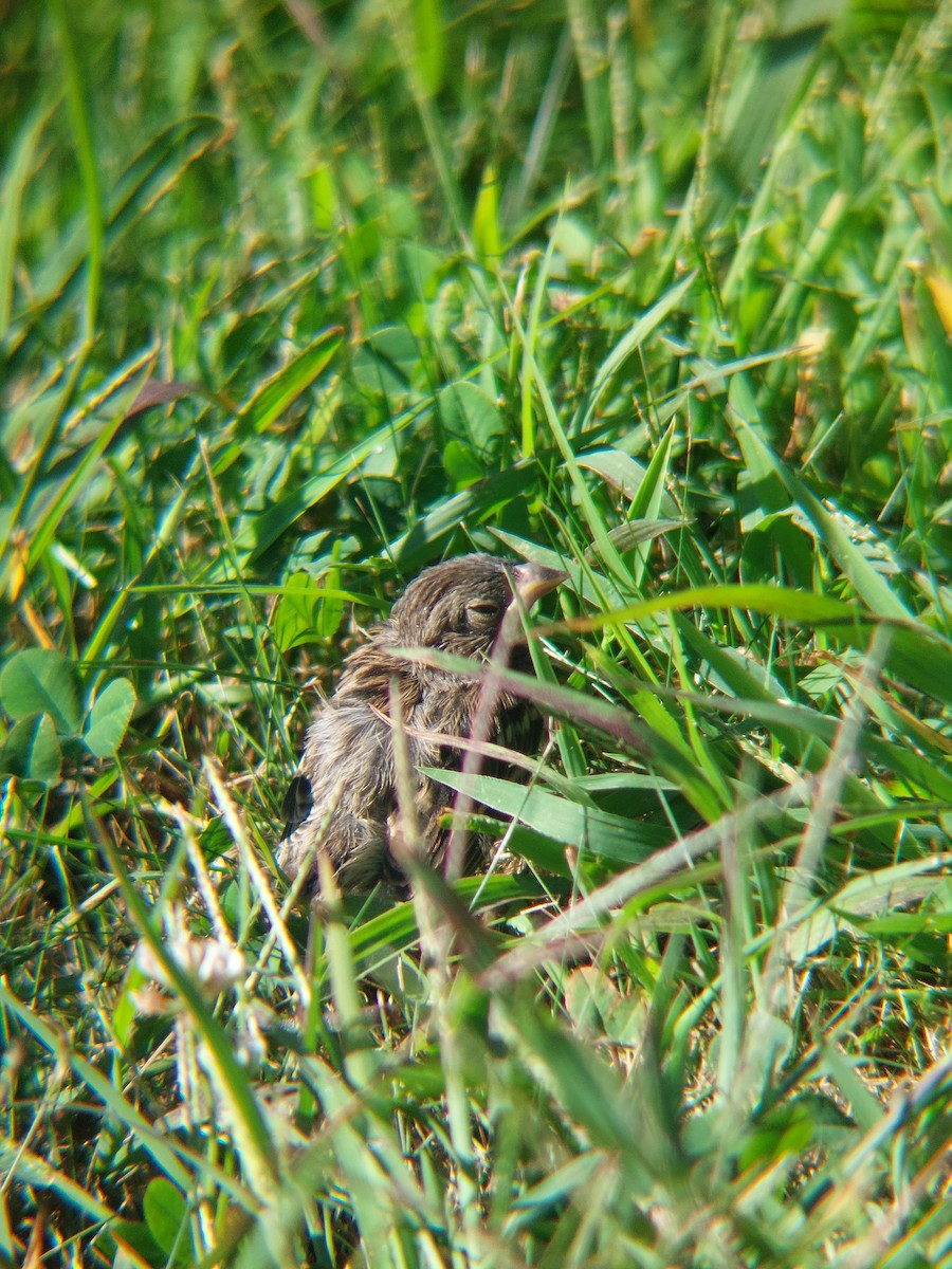 Field Sparrow - ML641239330