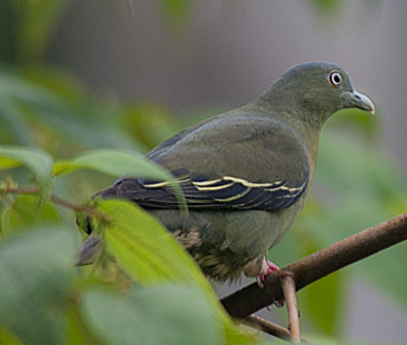 Little Green-Pigeon - ML641239331