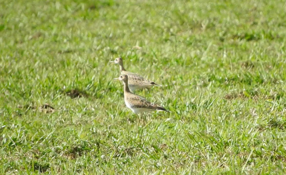 Upland Sandpiper - ML641239361