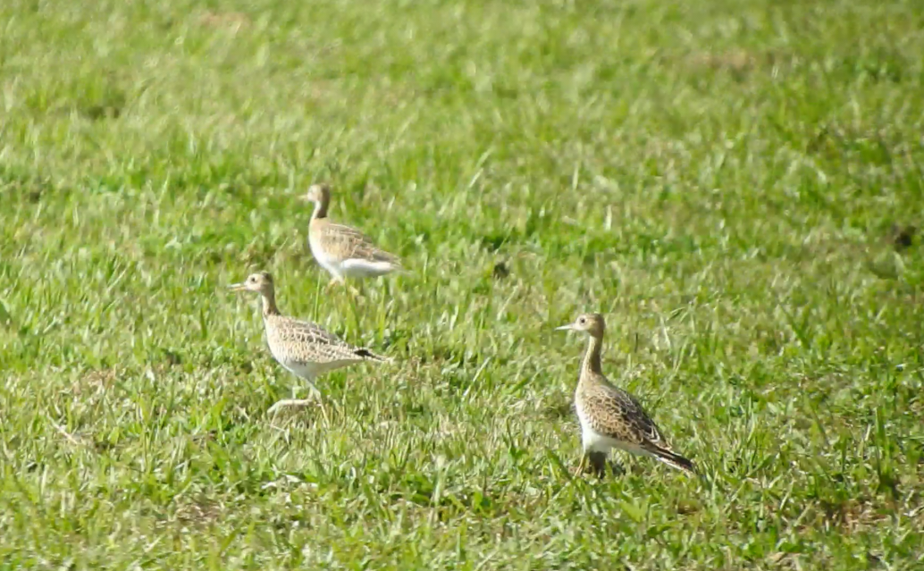 Upland Sandpiper - ML641239362