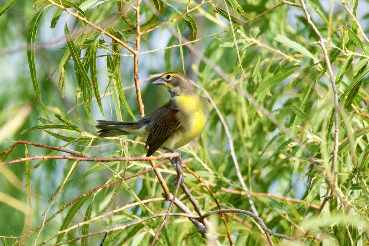 Dickcissel - ML641239367