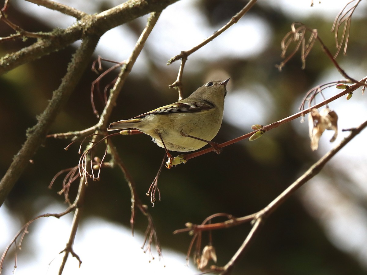 Ruby-crowned Kinglet - ML641239394