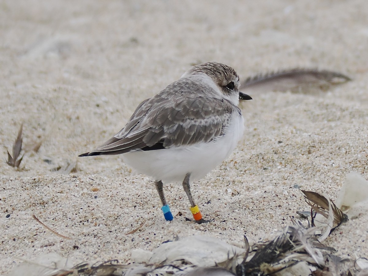 Snowy Plover - ML641239410