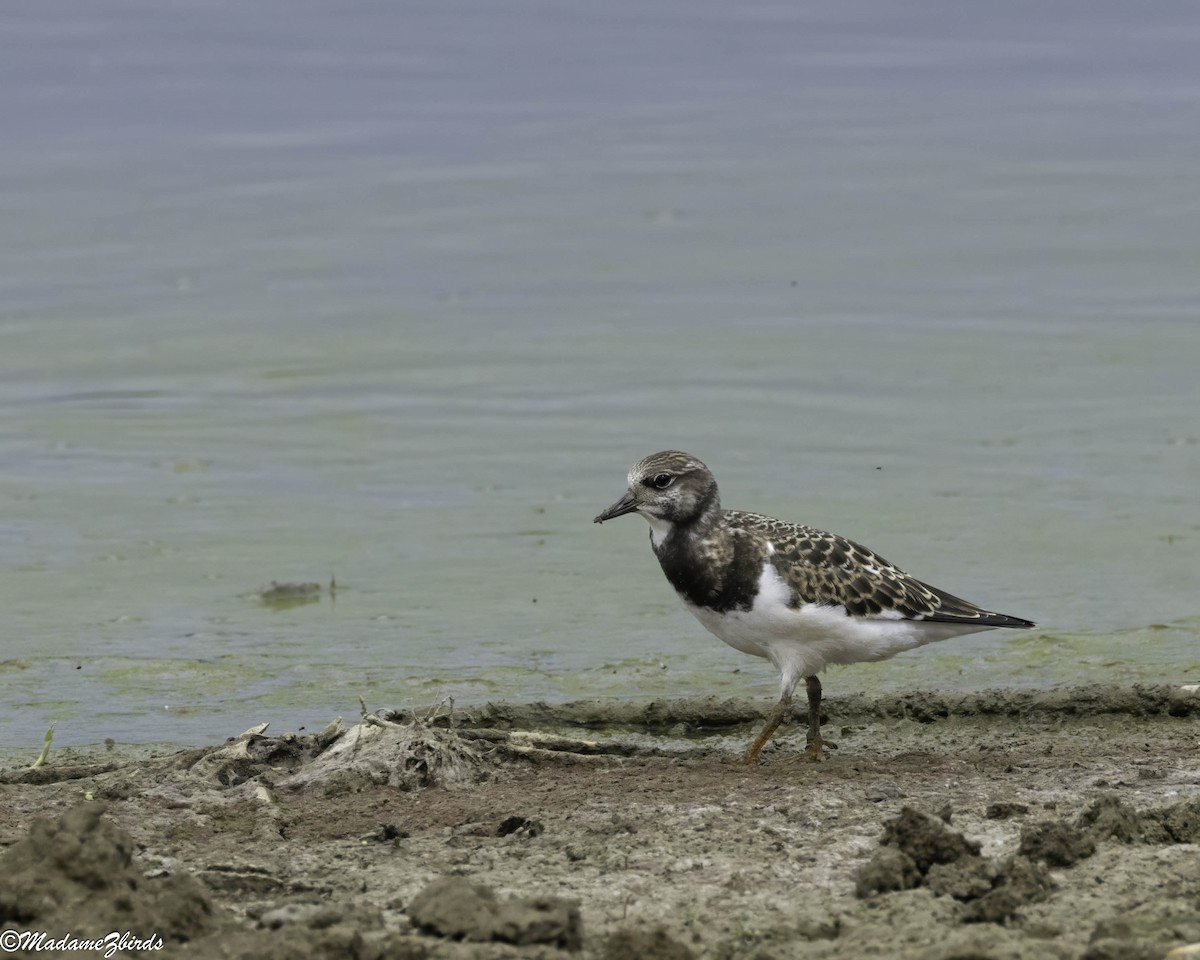 Алаг хайргач - ML641239417