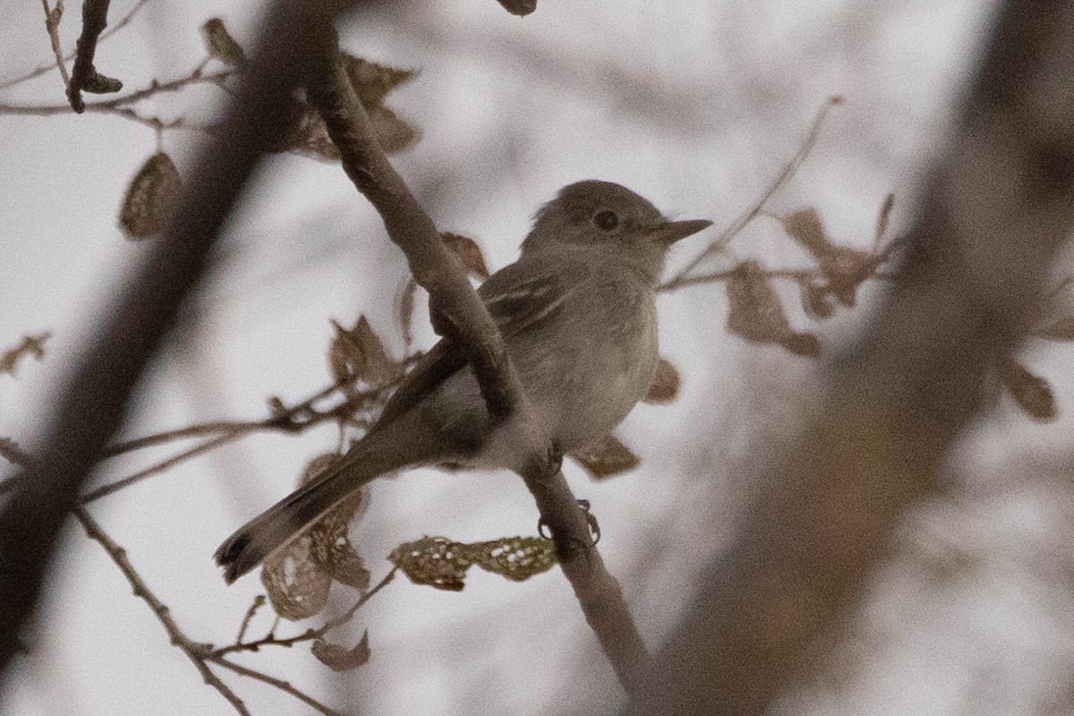 Empidonax sp. - ML641239433