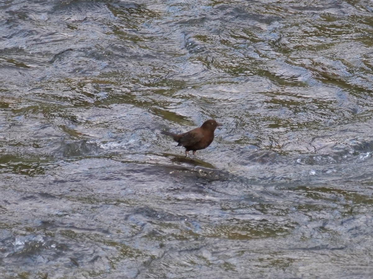 Brown Dipper - ML641239457