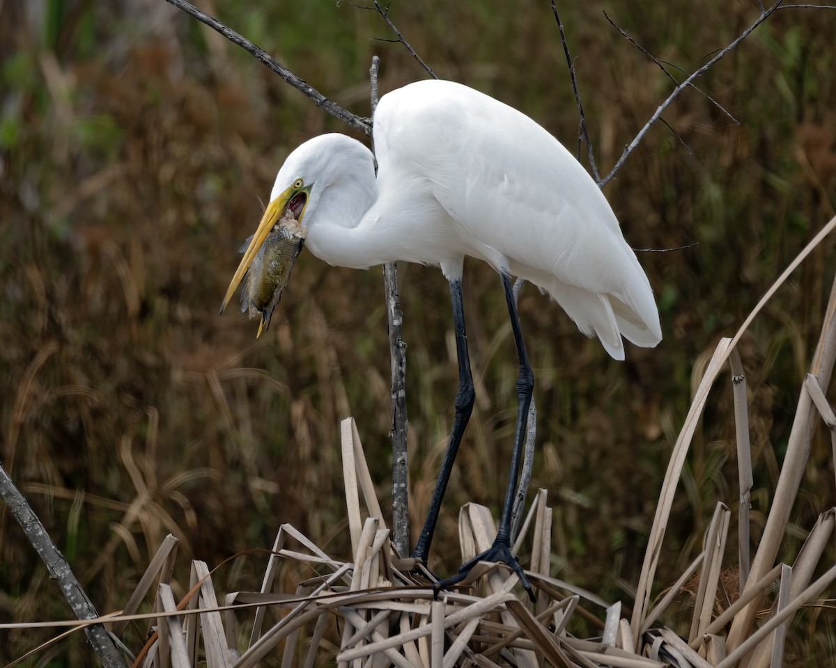 Great Egret - ML641239511