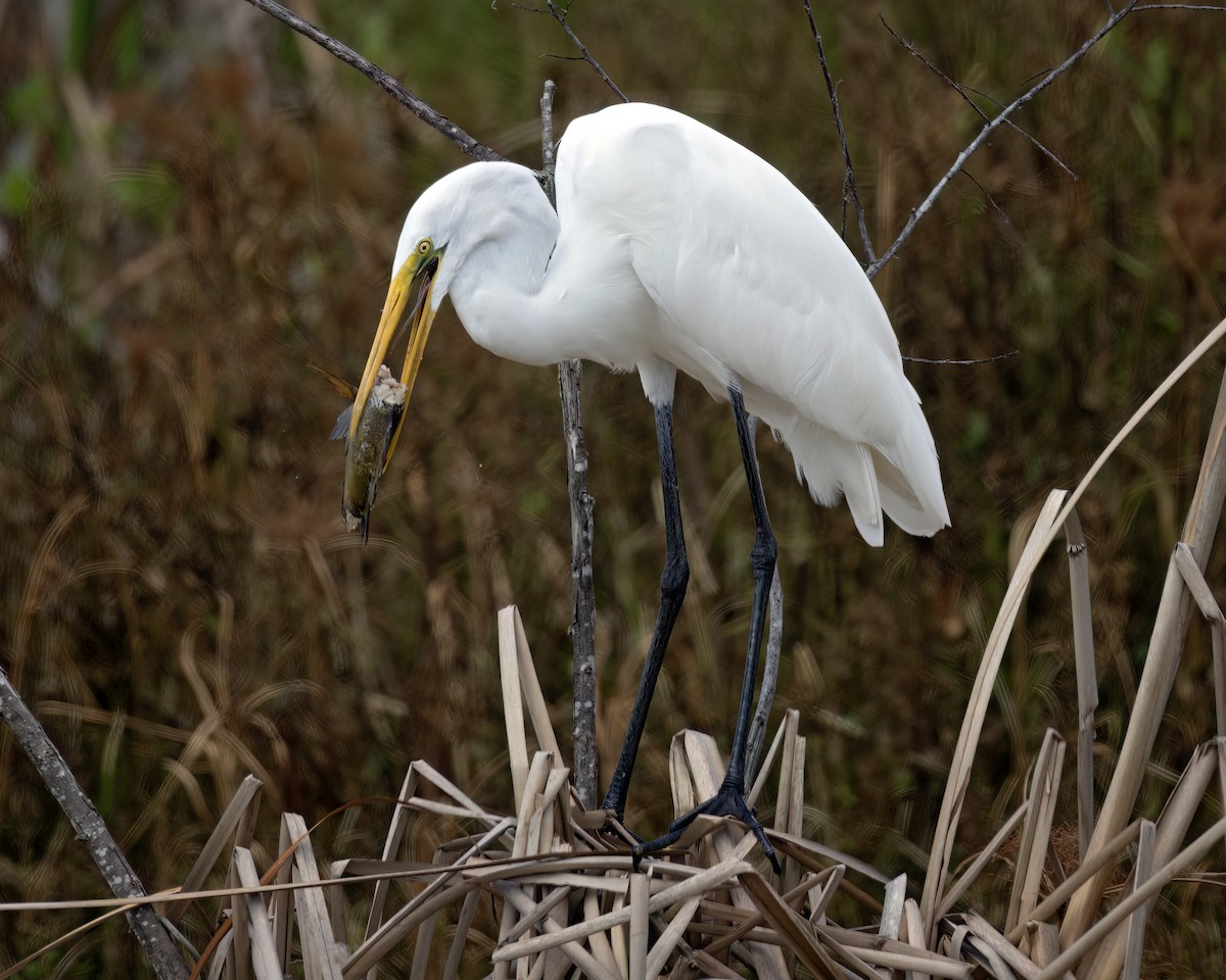 Great Egret - ML641239512
