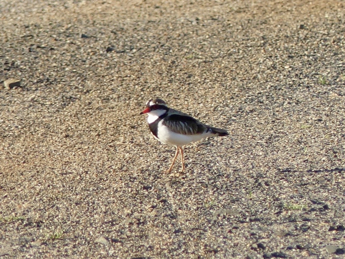 Black-fronted Dotterel - ML641239530