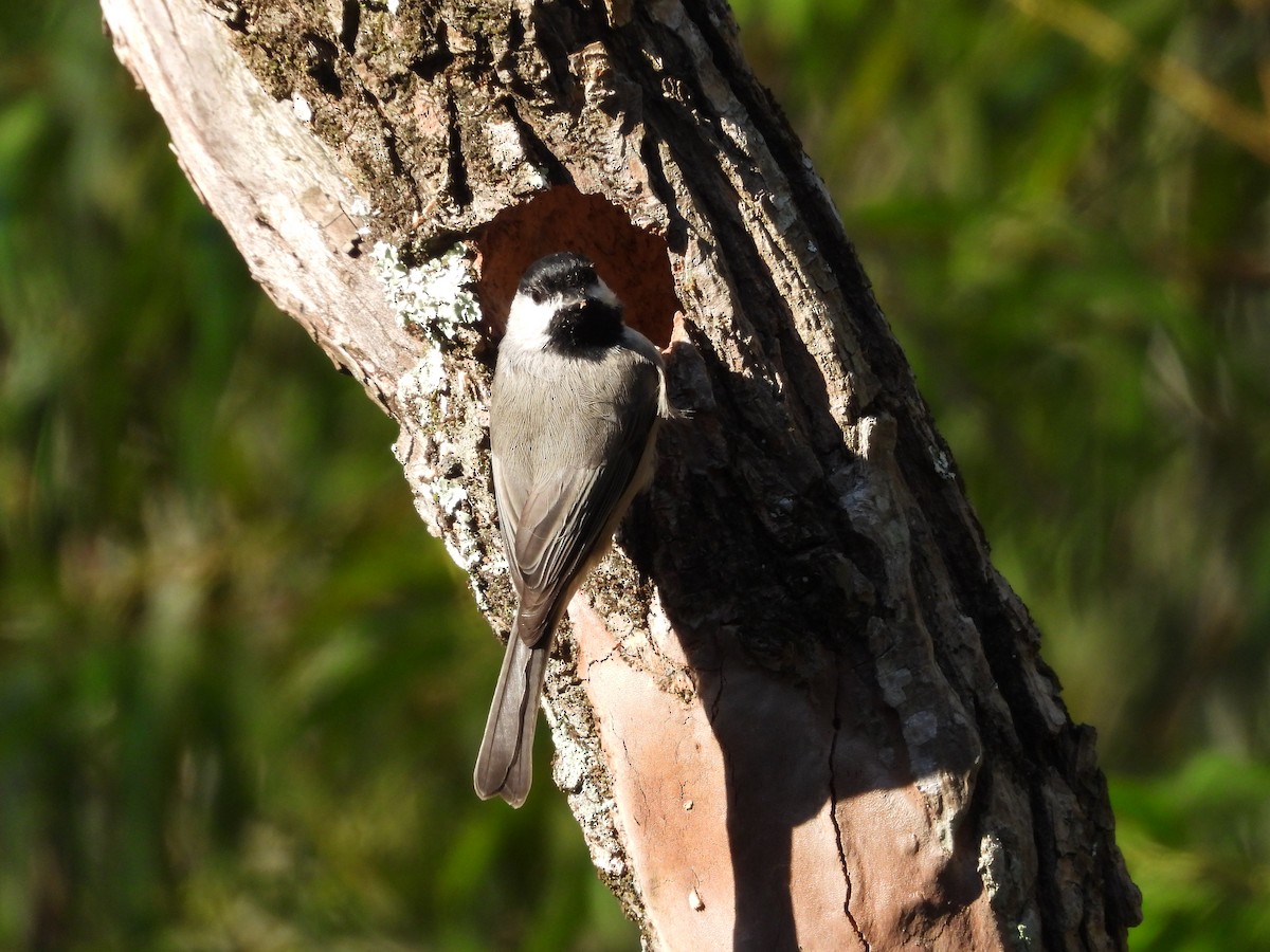 sýkora karolínská - ML641239531