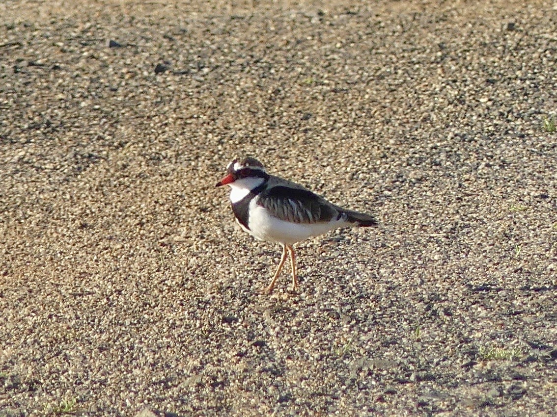 Black-fronted Dotterel - ML641239542
