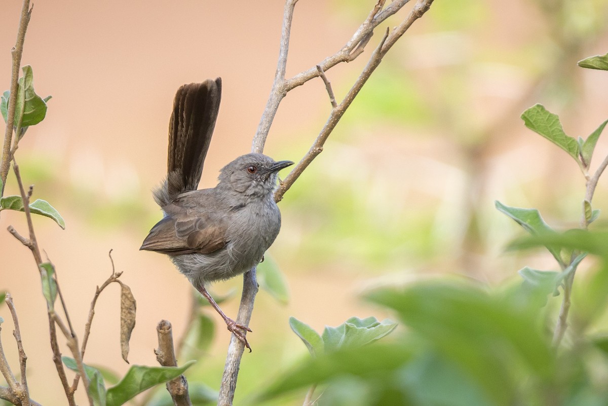 Gray Wren-Warbler - ML641239565