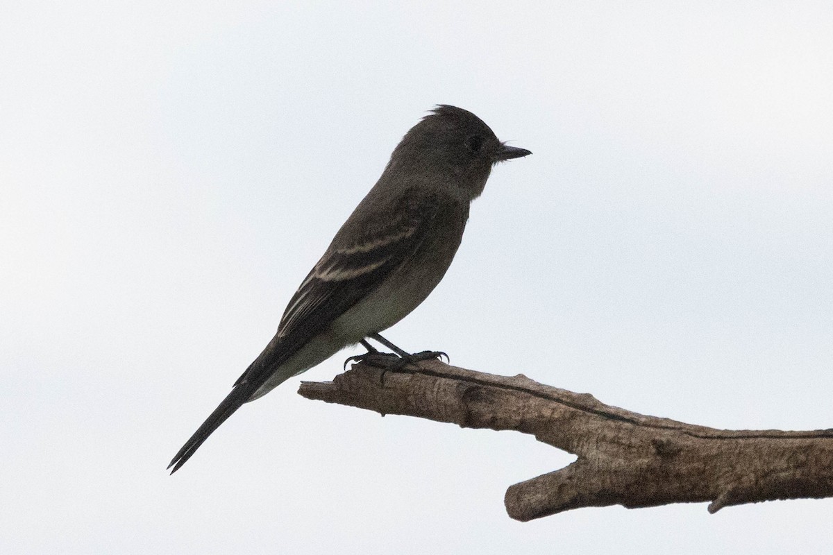 Western Wood-Pewee - ML641239623