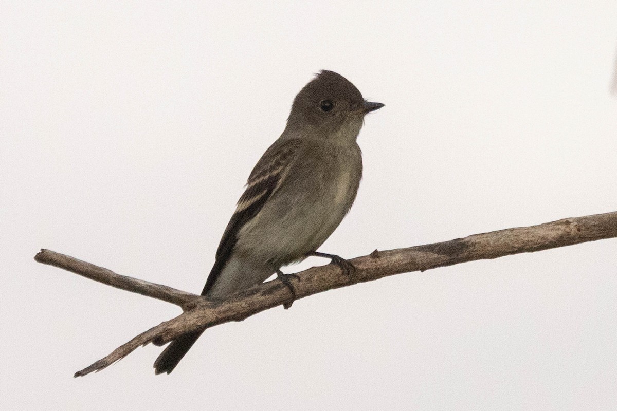 Western Wood-Pewee - ML641239624
