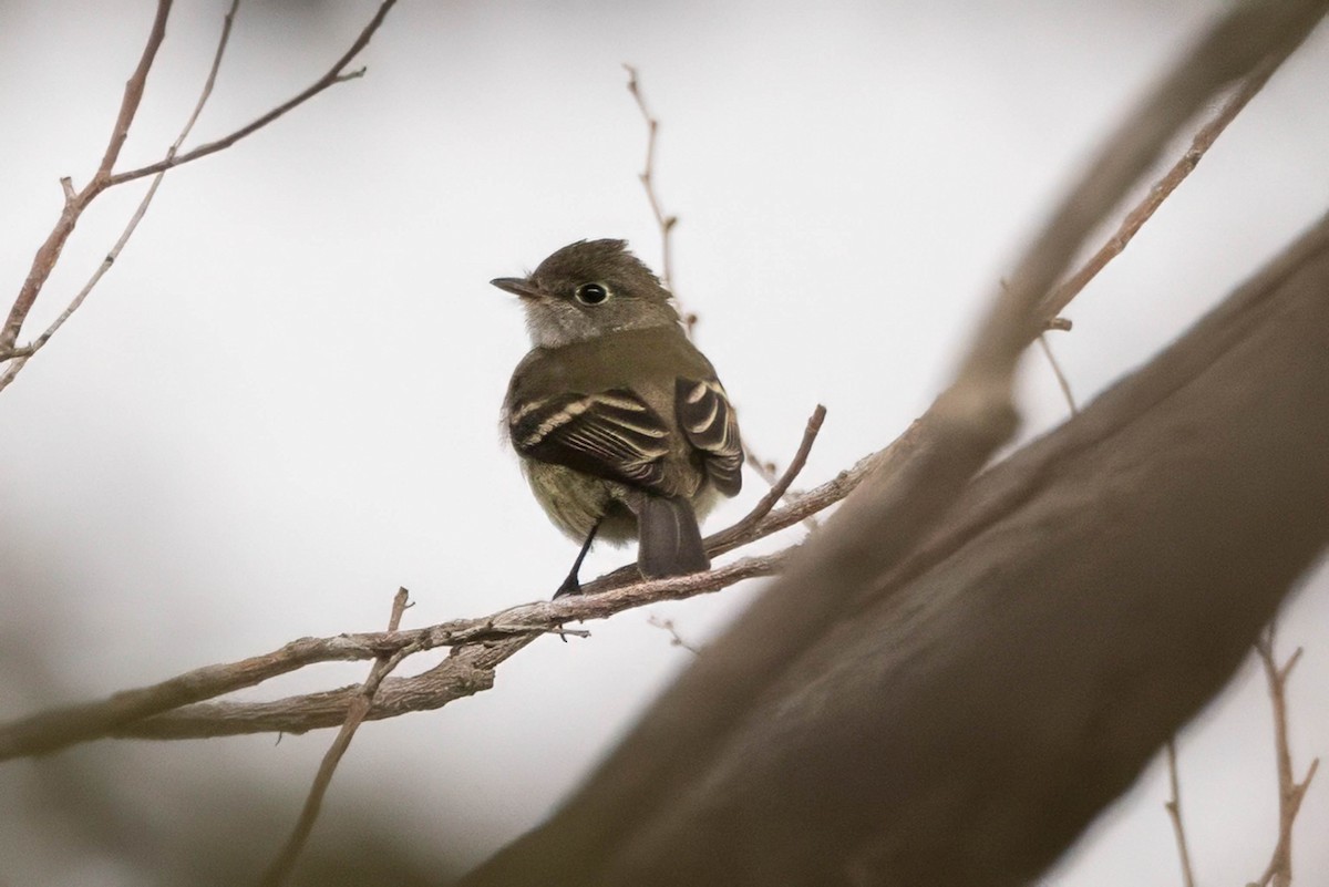 Least Flycatcher - ML641239670