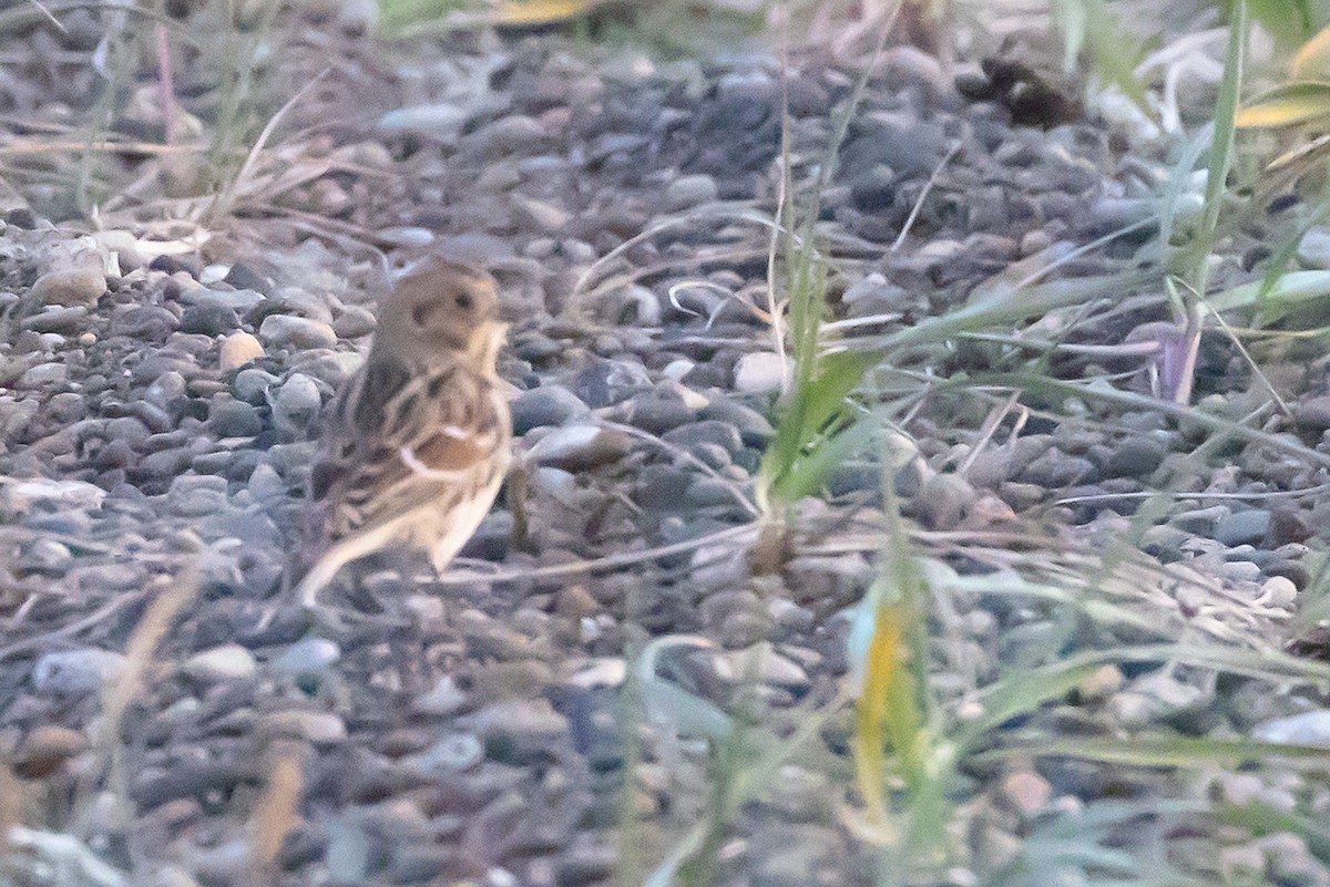 Lapland Longspur - ML641239706