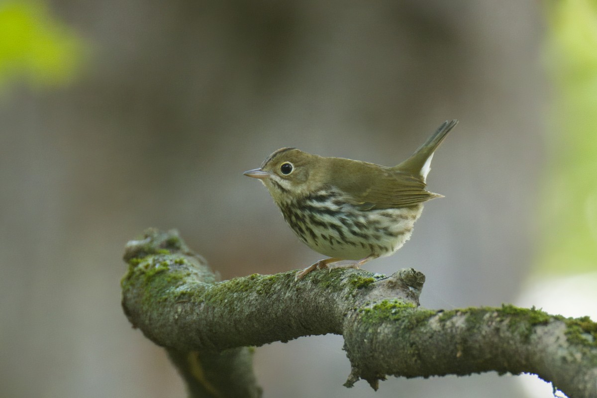Ovenbird - ML641239739