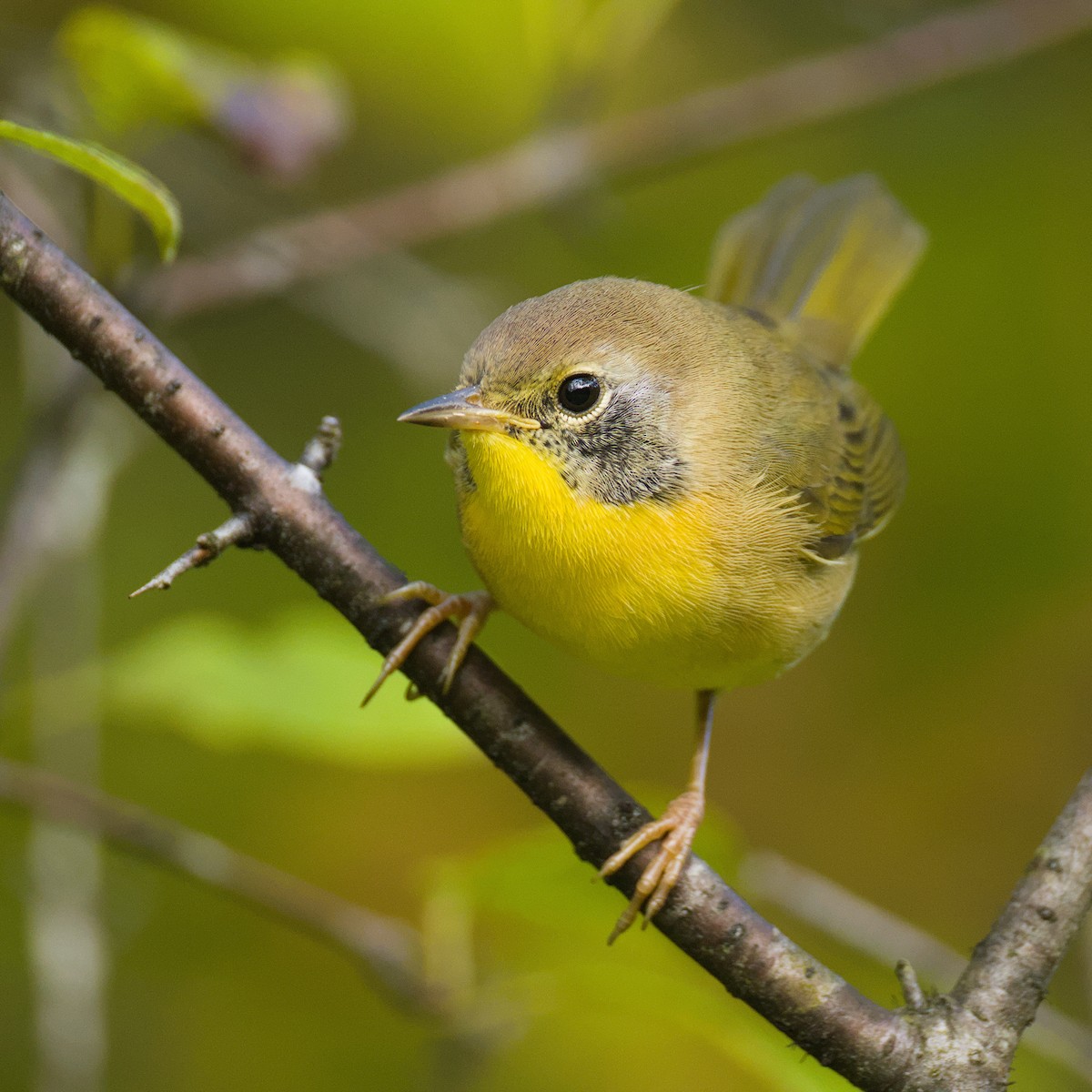 Common Yellowthroat - ML641239743