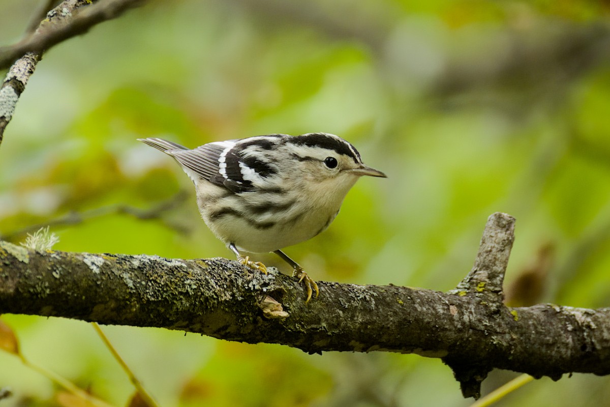 Black-and-white Warbler - ML641239747