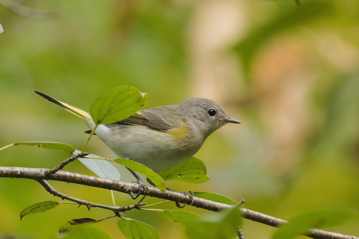 American Redstart - ML641239754