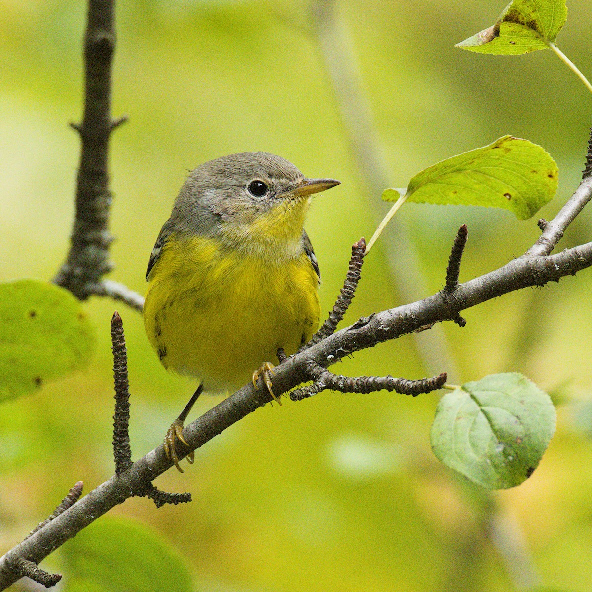 Magnolia Warbler - ML641239761