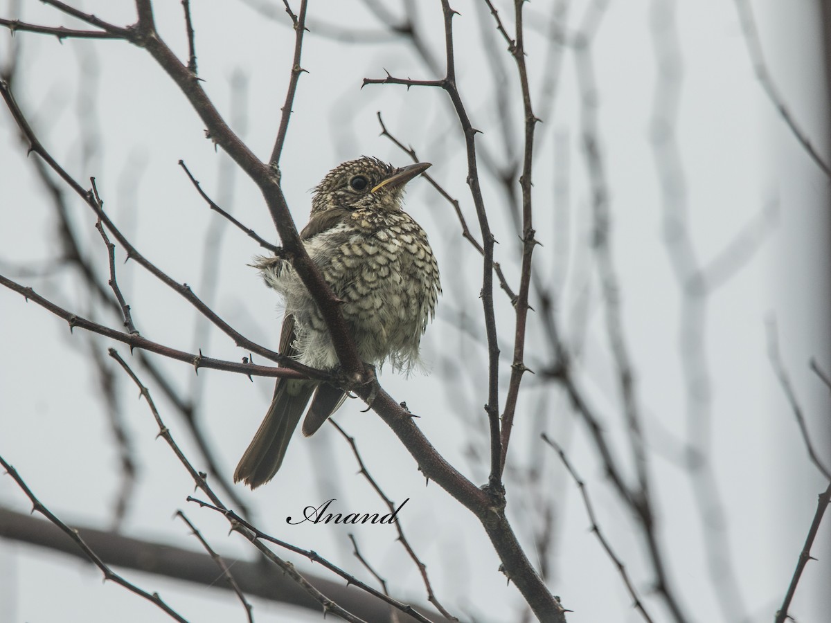 Blue-capped Rock-Thrush - ML641239766