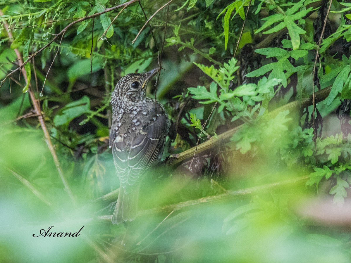 Blue-capped Rock-Thrush - ML641239767