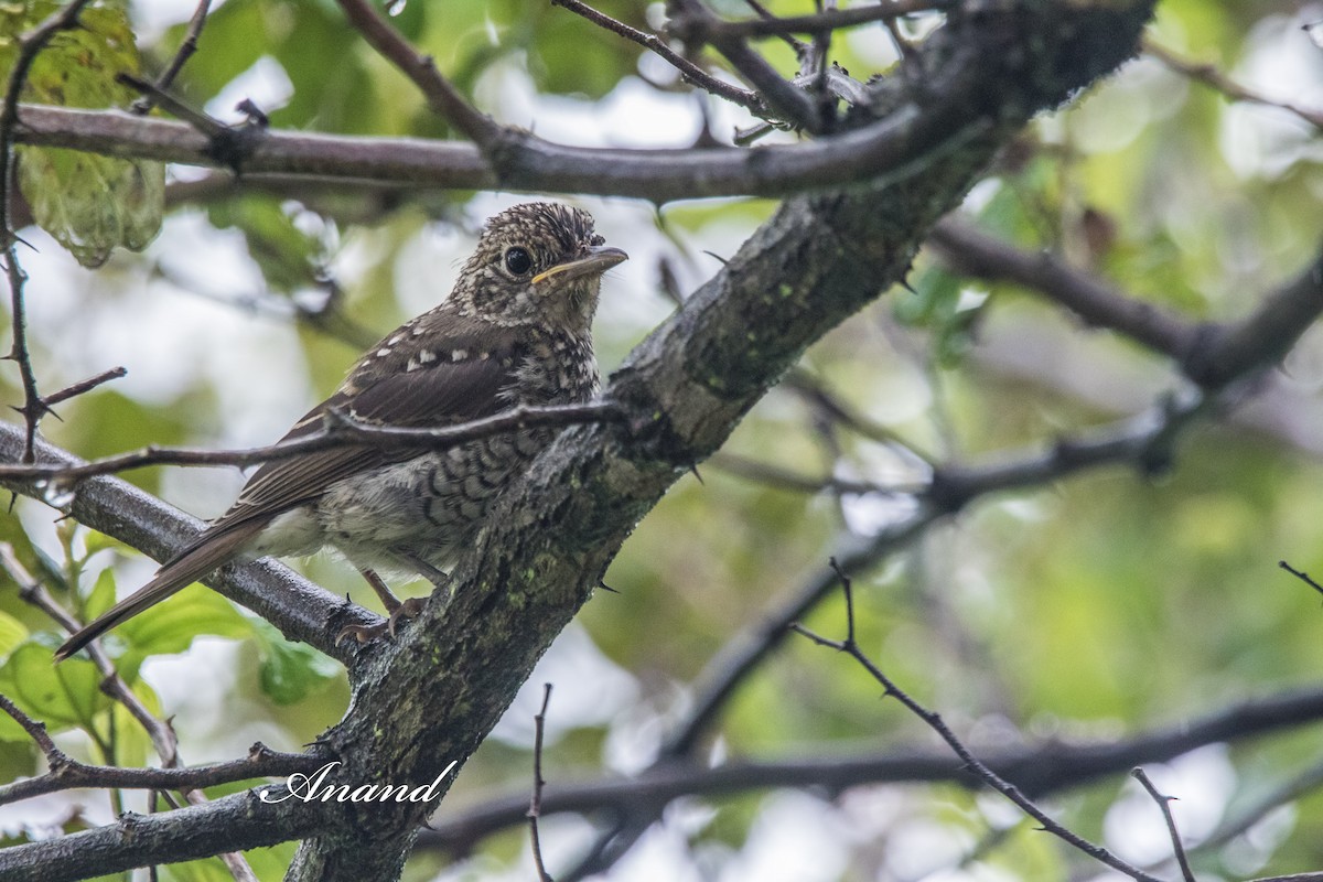 Blue-capped Rock-Thrush - ML641239768