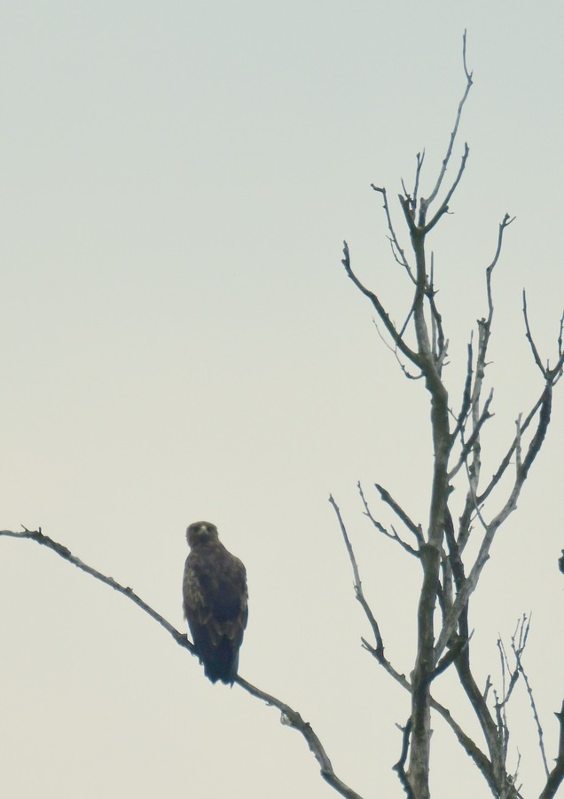Schreiadler - ML641239778