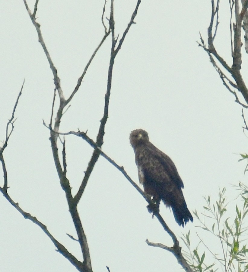 Schreiadler - ML641239782