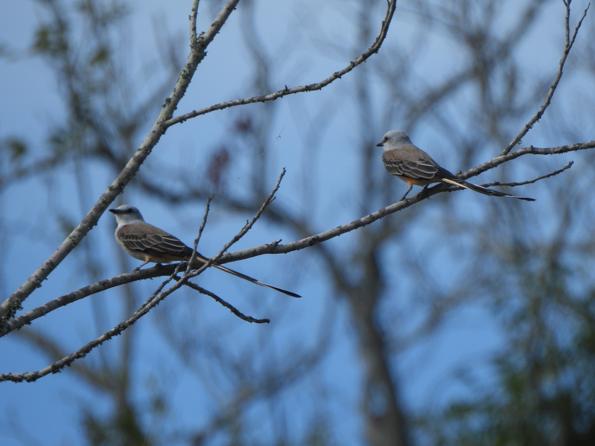 Scissor-tailed Flycatcher - ML641239810