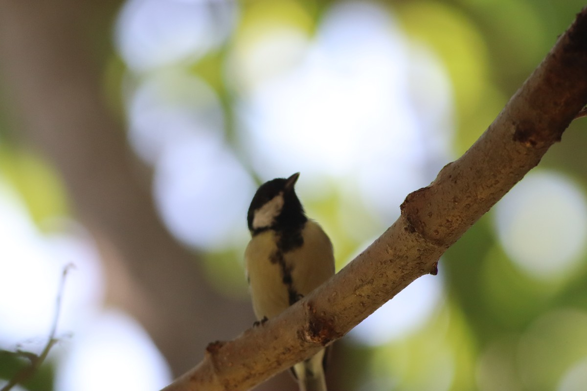 Great Tit - ML641239839