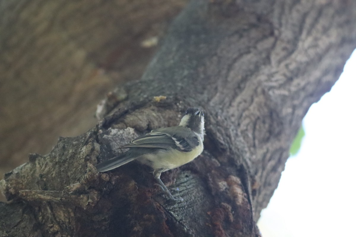 Great Tit - ML641239840