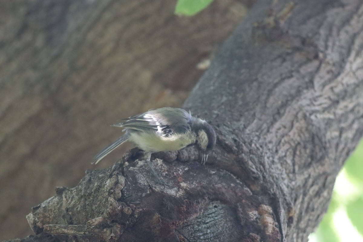 Great Tit - ML641239841