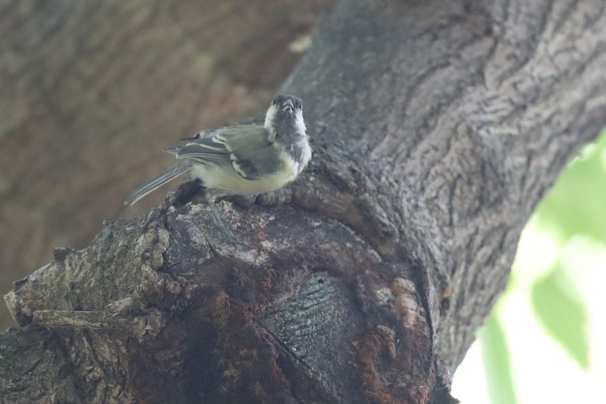 Great Tit - ML641239844